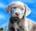 Learn about sheriff labrador, king charles dog, and cockapoo dog breeds. Compare temperament, care needs, and lifestyle suitability to choose the perfect dog.