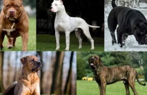 Dogs for Sale Abu Dhabi | Puppies for Sale Sharjah | Dogs for Sale Dubai
